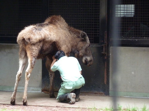 おめでとうポロウ、ありがとうポロウ_d0190294_08146.jpg