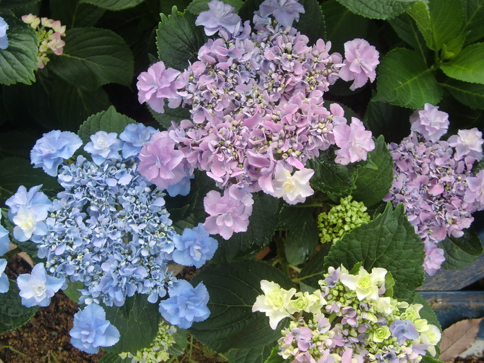 The Hydrangea　festival　Ⅱ_f0126994_15243229.jpg