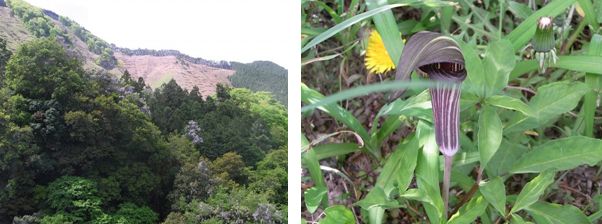 御嶽野草園　5月3日_d0102497_21111625.jpg