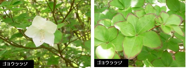 御嶽野草園　5月3日_d0102497_21252475.jpg