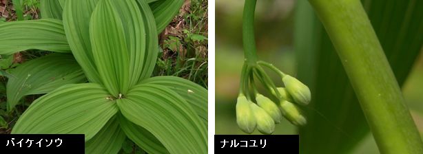 御嶽野草園　5月3日_d0102497_2127946.jpg