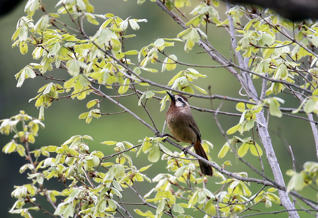 カオシロガビチョウ_f0296999_657375.jpg