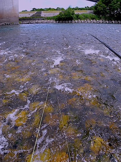 本流釣行7〜かなり渇水してますね_d0166900_1641576.jpg