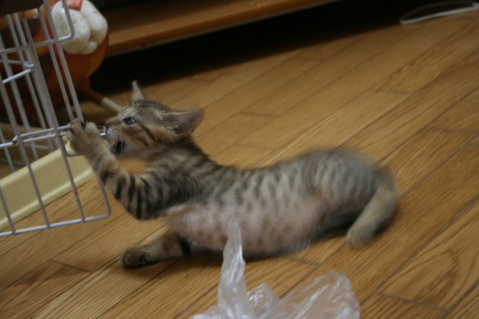 はじめまして! (富士&穂高)_f0242002_2305226.jpg