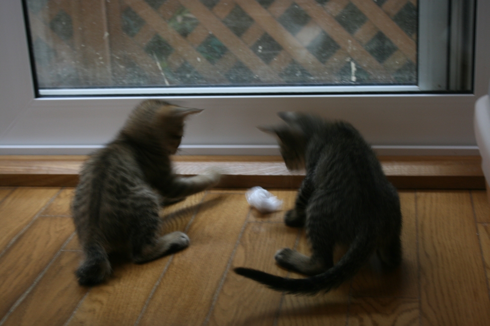 はじめまして! (富士&穂高)_f0242002_2321586.jpg