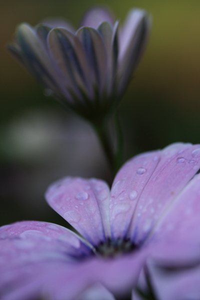 なかなか降らない雨_e0174008_18265240.jpg