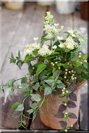 ピラミッドアジサイの寄せ植え Mon Dimanche 今日のモンディマンシェ ピラミッドアジサイの寄せ植え Mon Dimanche 今日のモンディマンシェ