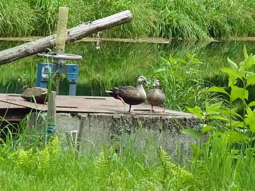 カモのつがい　　　2013.06.12_e0001110_750763.jpg