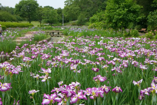 大高緑地　花菖蒲_a0105011_20441176.jpg