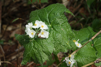 f0225521_22183.jpg