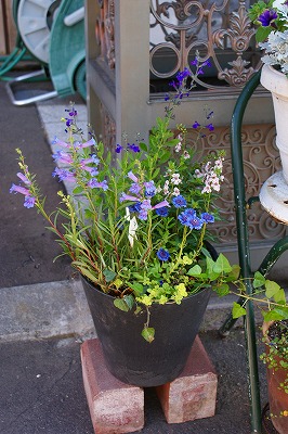 f0170524_974339.jpg
