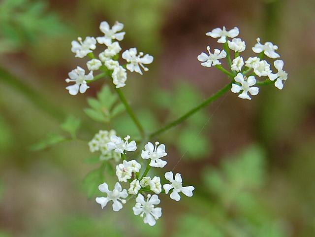 チャービル 花の仲間調べ