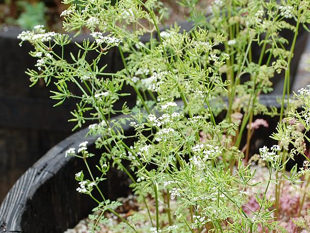 チャービル 花の仲間調べ