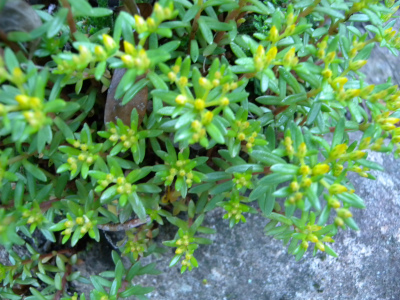 e0272335_1691263.jpg