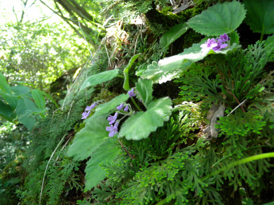e0272335_1833630.jpg