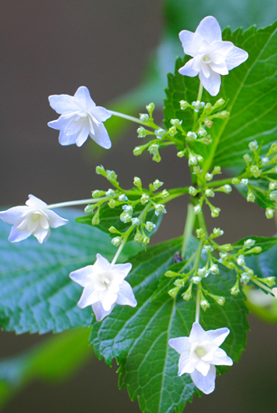 Hydrangea Ⅲ　-墨田の花火-_e0166336_10425839.jpg