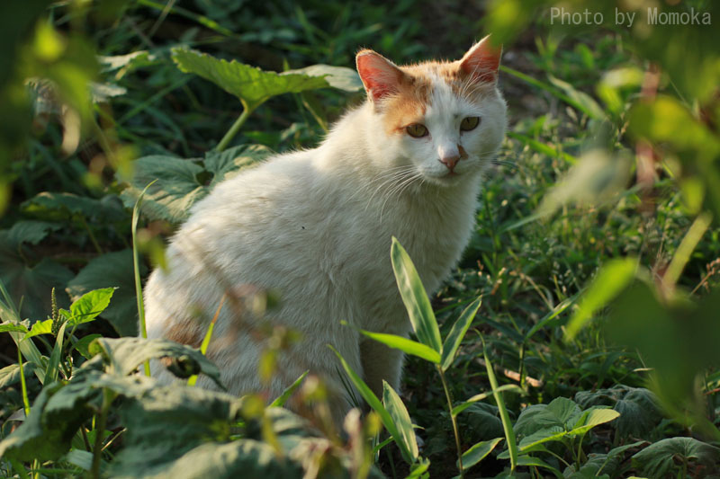 畑に住む猫_e0274337_12182927.jpg