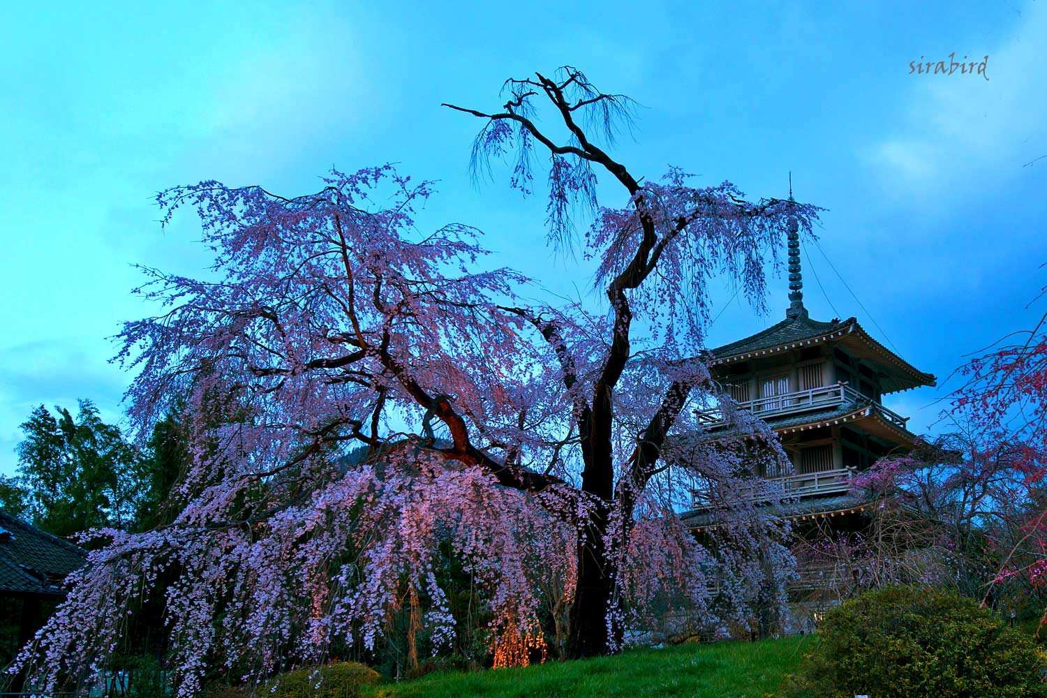 浄専寺の枝垂れ桜_d0238245_21414454.jpg