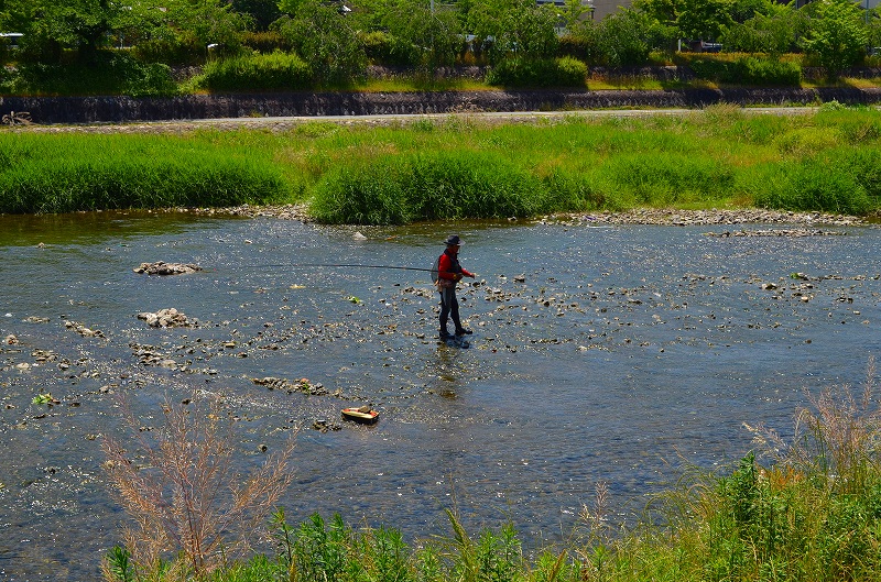 鴨川の風物（夏が来た！）_e0237645_15203653.jpg