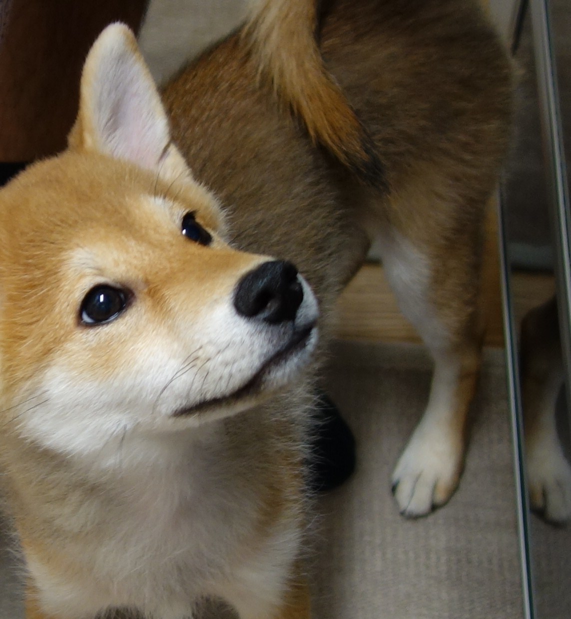 おねだり 柴犬 さくら の歩み