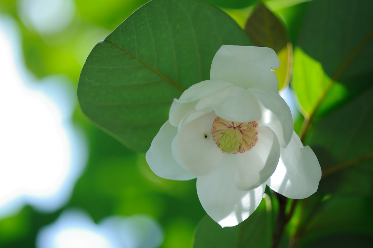 ＊蓮華＊ 深山蓮華（みやまれんげ）♪ 大山蓮華（おおやまれんげ）♪ 美智子蓮華