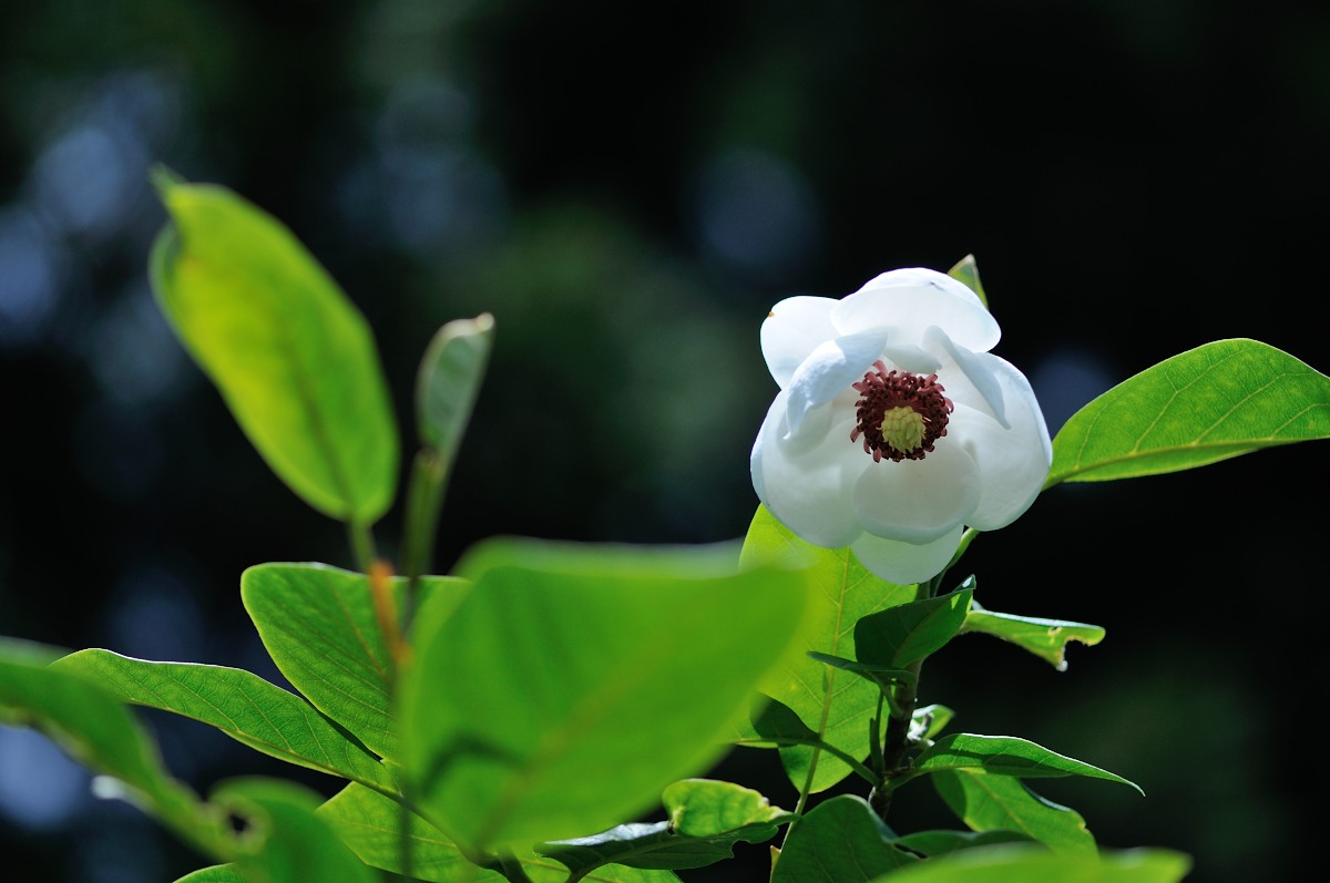 深山蓮華（みやまれんげ）♪ 大山蓮華（おおやまれんげ）♪ 美智子蓮華