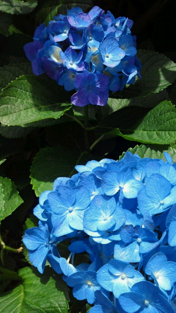 紫陽花みたいなかき氷_b0195849_18594766.jpg