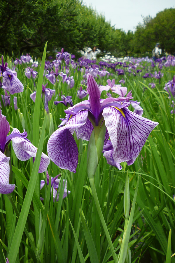 水無月の「花菖蒲」_f0190950_1614473.jpg