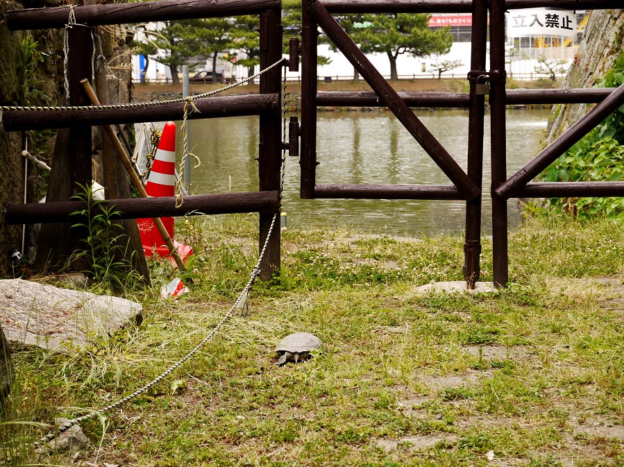 　　和歌山城公園にて_b0093754_20195354.jpg