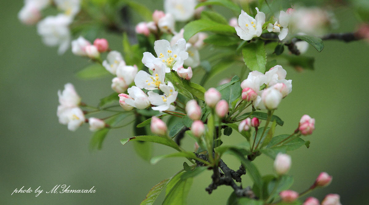 ズミの花とキビタキ　そのⅡ_c0217255_6401164.jpg