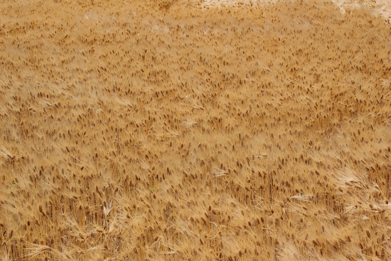 c0272958_21404187.jpg