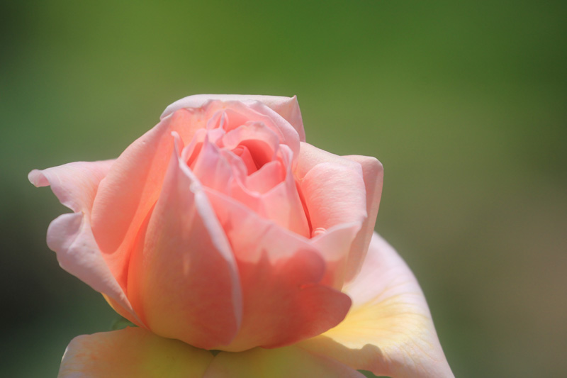 湧永庭園・薔薇_f0147858_15162452.jpg