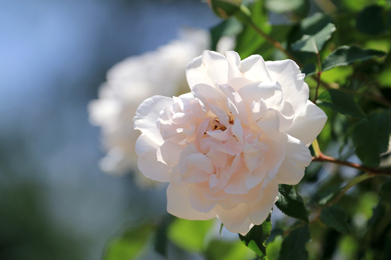 湧永庭園・薔薇_f0147858_1516266.jpg