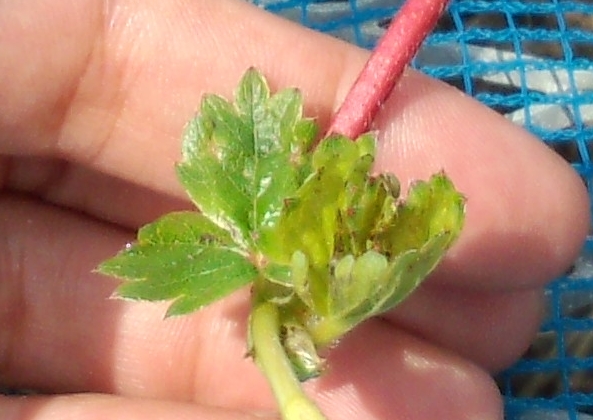 イチゴ育苗・害虫にも注意_b0164360_12493947.jpg