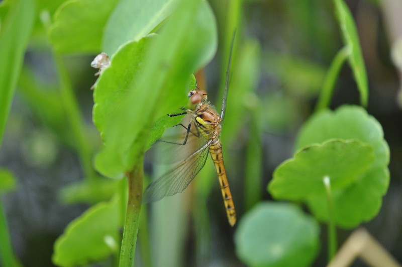 アキアカネが羽化_a0122264_20195596.jpg