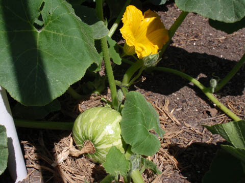c0006164_88117.jpg
