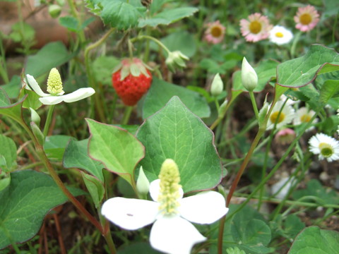 e0204064_16183118.jpg