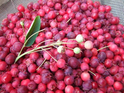 e0204064_16244711.jpg