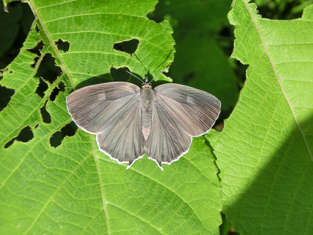 ウラジロミドリシジミ　　まさにサファイヤブルーの輝き！！　2013.6.8-10兵庫県_a0146869_1404918.jpg