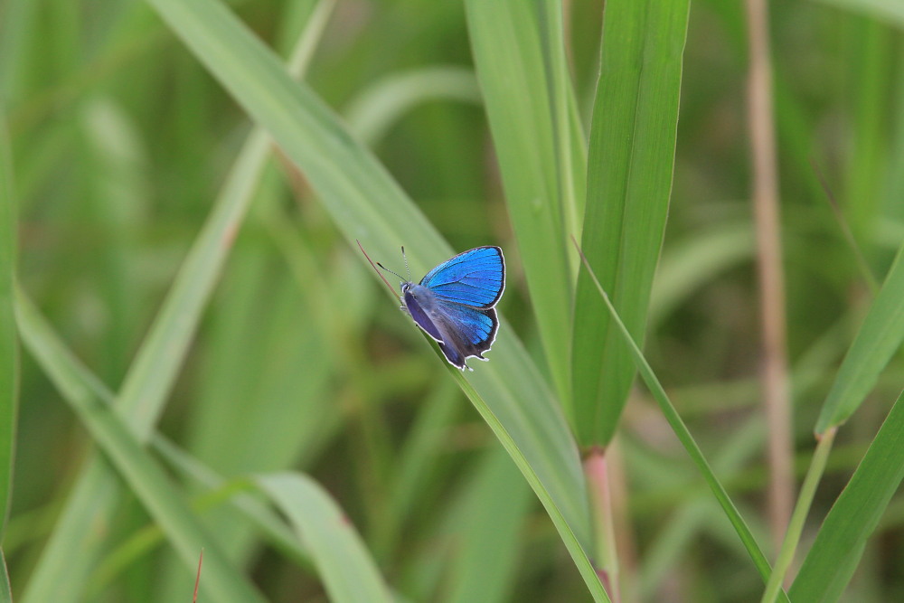 ウラジロミドリシジミ　　まさにサファイヤブルーの輝き！！　2013.6.8-10兵庫県_a0146869_2252521.jpg