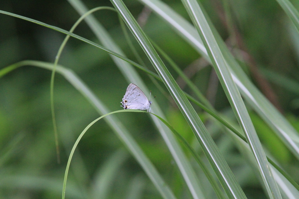 ウラジロミドリシジミ　　まさにサファイヤブルーの輝き！！　2013.6.8-10兵庫県_a0146869_229617.jpg