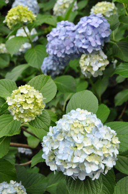 あじさい写真_e0171573_12395153.jpg