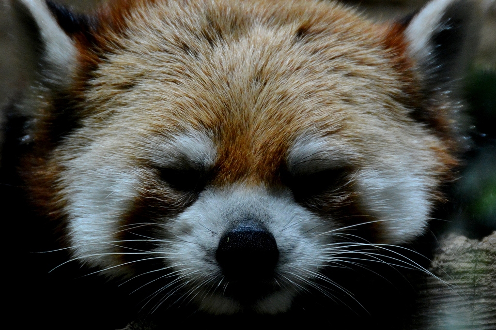 春の動物園・・・『うたた寝』_d0241981_22123472.jpg