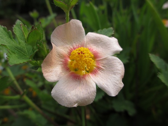 マルバストラム確認用 マルバストラム | 特徴と育て方 - ガーデニングの図鑑