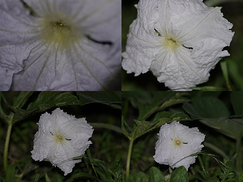 脇役のはずの夕顔の花 家庭菜園だからこそかな さくらおばちゃんの趣味悠遊 脇役のはずの夕顔の花 家庭菜園だからこそかな さくらおばちゃんの趣味悠遊