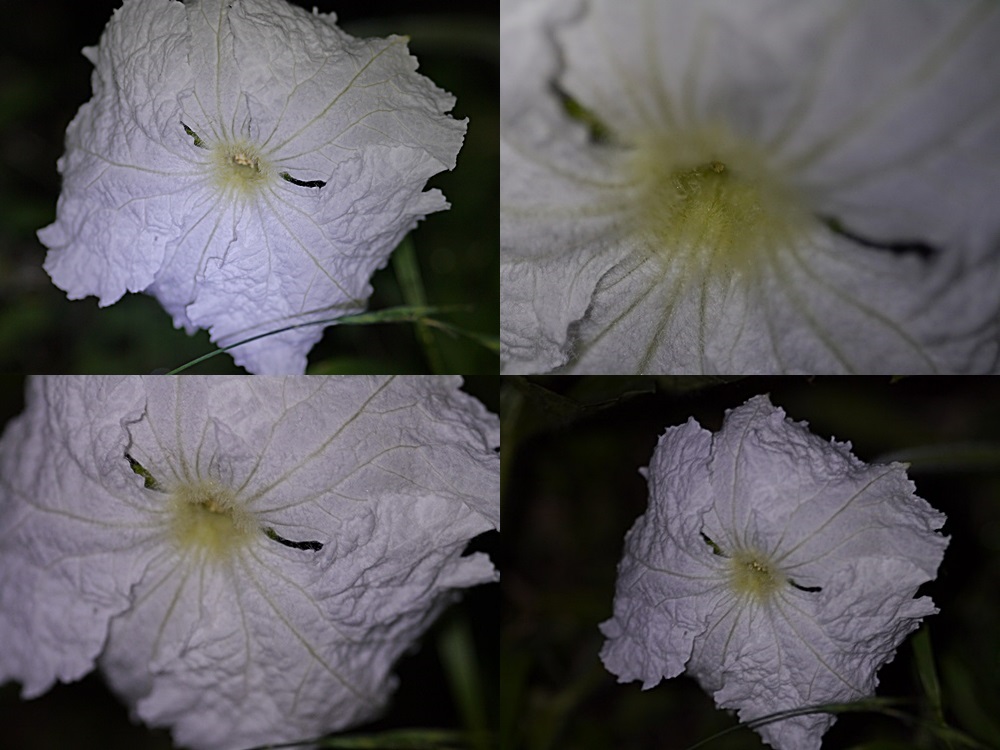 脇役のはずの夕顔の花、家庭菜園だからこそかな?_b0175688_21693.jpg
