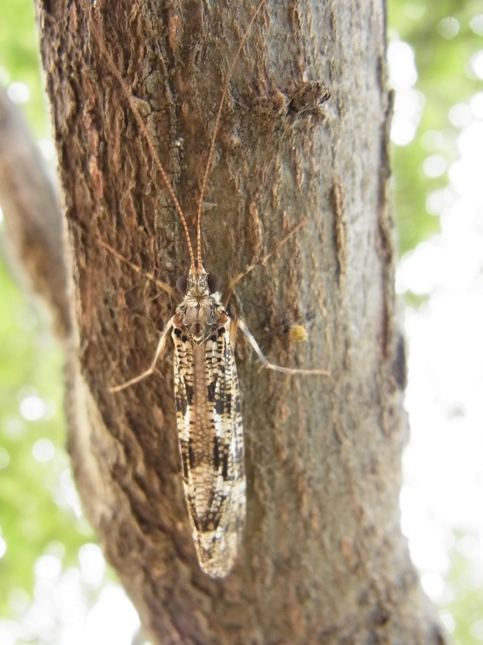 ヒゲナガカワトビケラ 写ればおっけー コンデジで虫写真