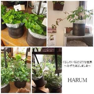 あっっ!!!_a0183790_6323474.jpg