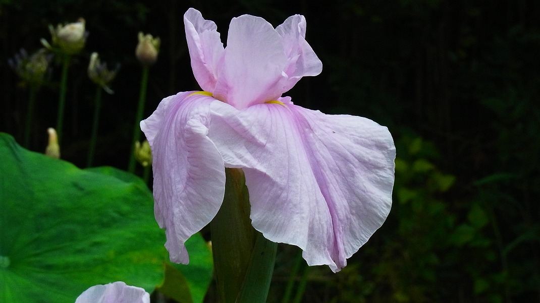 花菖蒲と花蓮ミセススローカム_a0152692_1815528.jpg