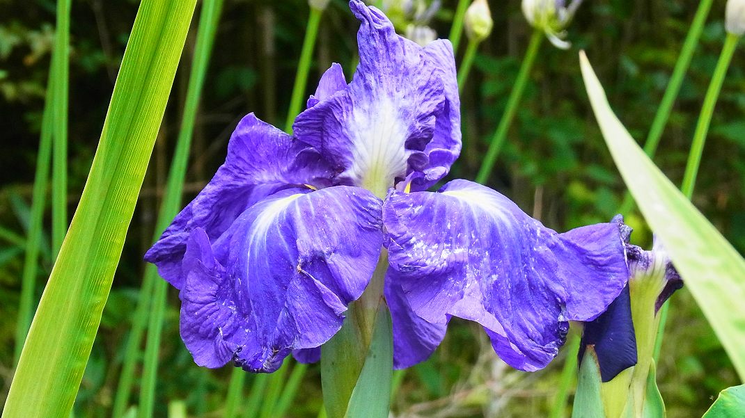 花菖蒲と花蓮ミセススローカム_a0152692_1821989.jpg